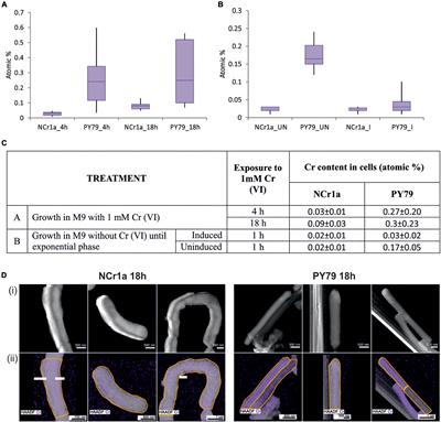 Implantation of Bacillus pseudomycoides Chromate Transporter Increases Chromate Tolerance in Bacillus subtilis